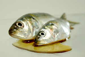 Fish Meal and Oil